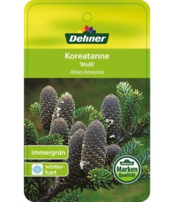 Korea-Tanne 'Molli' -Markenqualität 7001936 KoreatanneMolli Etikett 1