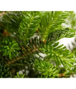 Korea-Tanne 'Molli' -Markenqualität 7001936 WE DE 001 AbiesKoreanaMolliTanneDehnerExpressZS