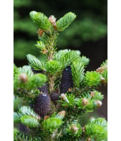 Korea-Tanne 'Molli' -Markenqualität 7002405 PR DE 001 AbiesKoreanaMolli