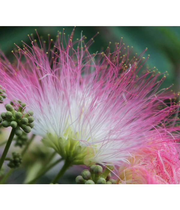 Seidenbaum - Seidenakazie 'Ombrella' 3 Seidenbaum - Seidenakazie 'Ombrella'