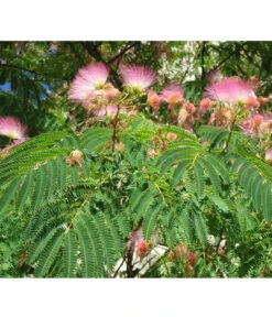 Seidenbaum - Seidenakazie 'Ombrella' 11 Seidenbaum - Seidenakazie 'Ombrella' -Markenqualität 7037922 PR DE 002 AlbiziaPixabay