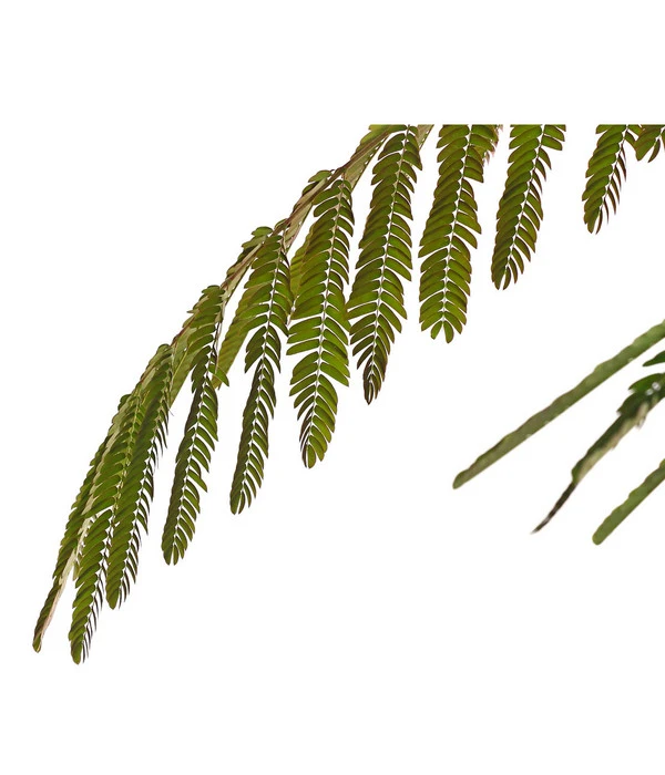 Seidenbaum - Seidenakazie 'Ombrella' 5 Seidenbaum - Seidenakazie 'Ombrella' – Bild 3