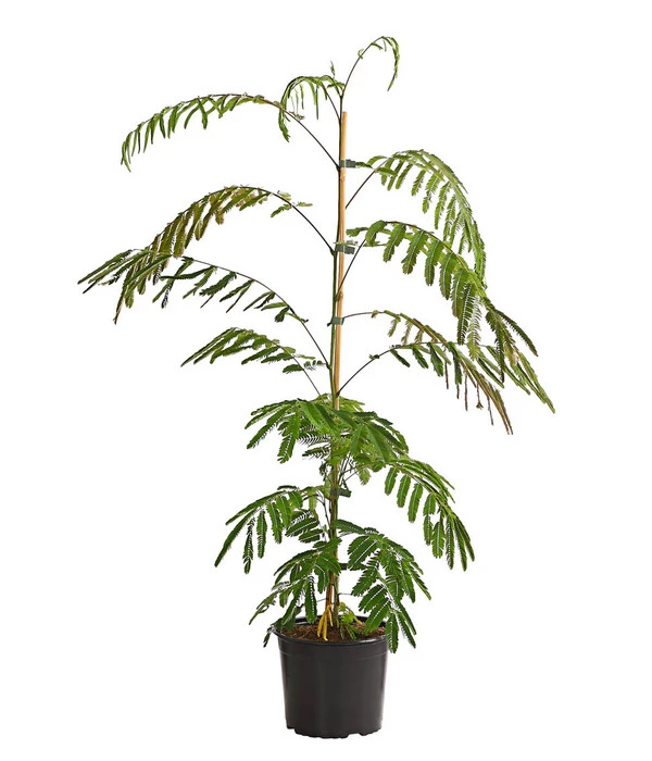 Seidenbaum - Seidenakazie 'Ombrella' 4 Seidenbaum - Seidenakazie 'Ombrella' – Bild 2