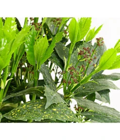 Dehner Japanische Aukube 'Variegata'