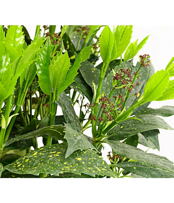 Dehner Japanische Aukube 'Variegata' 3 Dehner Japanische Aukube 'Variegata'
