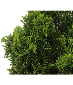 Zwerg-Muschelzypresse 'Nana Gracilis' -Markenqualität 7113715 PR DE 001 ChamaecyparisScheinzypresseObtusaNanaGracilis13CDehnerExpressHerzig