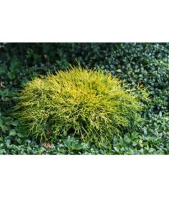 Scheinzypresse 'Filifera Sungold' -Markenqualität 7115884 PR MO 001 ChamaecyparisPisiferaFliliferaSungold