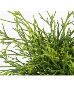 Scheinzypresse 'Filifera Sungold' -Markenqualität 7115892 PR DE 001 ChamaecyparisScheinzypressePisiferaFiliferaSungold13CDehnerExpressHerzig