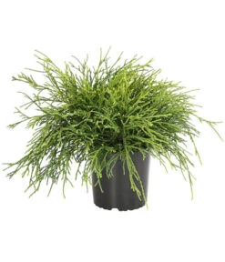 Scheinzypresse 'Filifera Sungold'