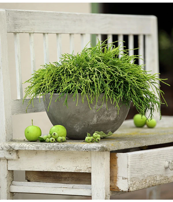 Scheinzypresse 'Filifera Sungold' – Bild 2