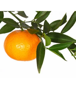 Mandarine -Markenqualität 7120306 WE DE 001 CitrusReticulataT20DehnerExpressHerzig