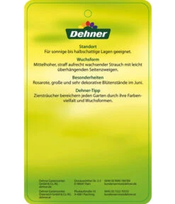 Deutzie 'Tourbillon Rouge' - Sternchenstrauch -Markenqualität 7166093 RosaSternstrauchTourbillonRouge Etikett 2