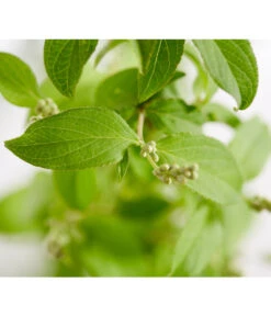 Markenqualität -Markenqualität 7166101 WE DE 001 DeutziaTourbillonRougeDeutzie5LDehnerExpressHerzig