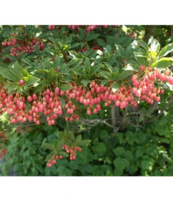 Prachtglocke -Markenqualität 7170749 BildD 001 PrachtglockeEnkianthusCampanulatus