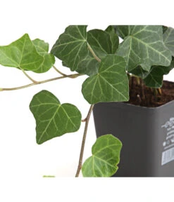 Markenqualität -Markenqualität 7209539 WE DE 003 HederaEfeuHibernica9CDehnerExpressHerzig