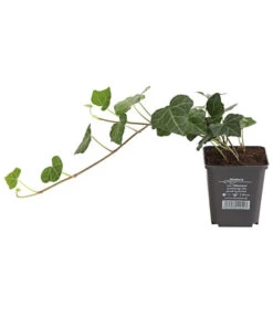 Irischer Efeu - Großblättriger Efeu