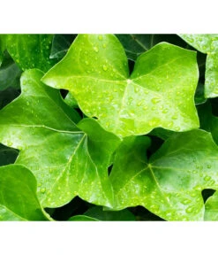 Irischer Efeu - Großblättriger Efeu -Markenqualität 7209539 WE MO 011 EfeuHibernicaPixabay