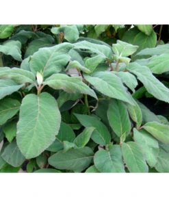 Samthortensie 'Macrophylla' -Markenqualität 7220312 BildFS 001 SamthortensieMacrophyllaHydAspMacrophylla