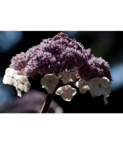 Samthortensie 'Macrophylla' -Markenqualität 7220312 WE MO 001 HydrangeaAsperaPixabay