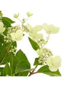 Rispen-Hortensie 'Prim White' -Markenqualität 7223985 PR DE 001 HydrangeaPaniculataPrimWhiteDehnerExpressHerzig
