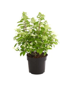 Rispen-Hortensie 'Prim White' -Markenqualität 7223985 PR FS 001 HydrangeaPaniculataPrimWhiteDehnerExpressHerzig