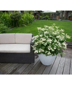 Markenqualität -Markenqualität 7223985 PR FS 001 HydrangeaPrimeWhite