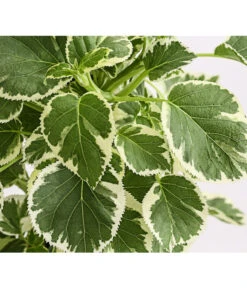 Kletter-Hortensie 'Silver Lining'