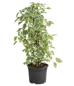 Markenqualität -Markenqualität 7224652 WE FS 001 HydrangeaPetiolarisSilverLiningHortensie2LDehnerExpressHerzig