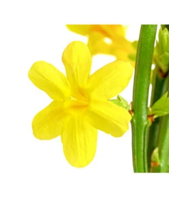 Winter-Jasmin -Markenqualität 7238652 PR DE 001 JasminiumNudiflorumDehnerExpressHerzig