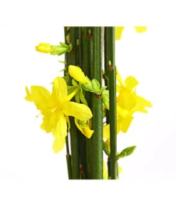 Markenqualität -Markenqualität 7238652 PR DE 001 JasminumNudiflorum4Eck2LDehnerExpressHerzig