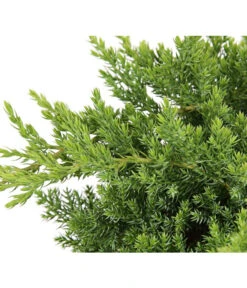 Japanischer Kriech-Wacholder 'Nana' -Markenqualität 7251705 PR DE 001 JuniperusWacholderProcumbensNana13CDehnerExpressHerzig