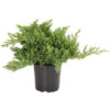 Japanischer Kriech-Wacholder 'Nana' -Markenqualität 7251705 PR FS 001 JuniperusWacholderProcumbensNana13CDehnerExpressHerzig