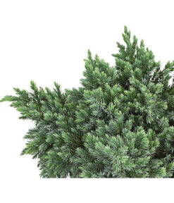 Schuppen-Wacholder 'Blue Star' -Markenqualität 7253826 PR DE 001 JuniperusBlueStar3LDehnerExpressHerzig