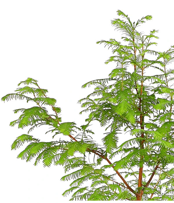 Dehner Urweltmammutbaum - Chinesisches Rotholz 5 Dehner Urweltmammutbaum - Chinesisches Rotholz – Bild 3