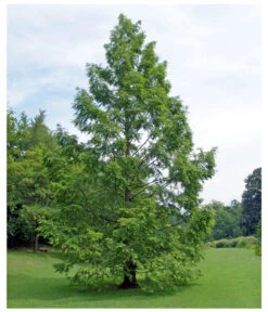 Dehner Urweltmammutbaum - Chinesisches Rotholz 6 Dehner Urweltmammutbaum - Chinesisches Rotholz -Markenqualität 7293939 WE MO 002 UrweltmammutbaumChinesischesRotholzMetasequoiaGlypt