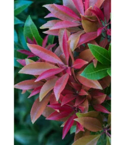 Dehner Schattenglöckchen, Japanische Lavendelheide 'Mountain Fire' 9 Dehner Schattenglöckchen, Japanische Lavendelheide 'Mountain Fire' -Markenqualität 7322696 PR DE 001 PierisJaponicaMountainFire