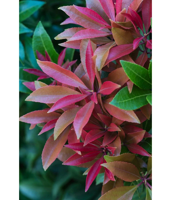 Dehner Schattenglöckchen, Japanische Lavendelheide 'Mountain Fire' 6 Dehner Schattenglöckchen, Japanische Lavendelheide 'Mountain Fire' – Bild 4