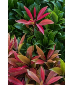 Dehner Schattenglöckchen, Japanische Lavendelheide 'Mountain Fire' 8 Dehner Schattenglöckchen, Japanische Lavendelheide 'Mountain Fire' -Markenqualität 7322696 PR DE 002 PierisJaponicaMountainFire