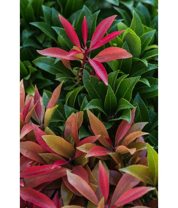 Dehner Schattenglöckchen, Japanische Lavendelheide 'Mountain Fire' 5 Dehner Schattenglöckchen, Japanische Lavendelheide 'Mountain Fire' – Bild 3