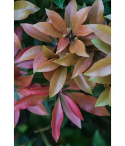 Dehner Schattenglöckchen, Japanische Lavendelheide 'Mountain Fire' 7 Dehner Schattenglöckchen, Japanische Lavendelheide 'Mountain Fire' -Markenqualität 7322696 PR DE 003 PierisJaponicaMountainFire