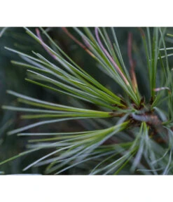 Dehner Weymouths-Kiefer 'Blue Shag' 8 Dehner Weymouths-Kiefer 'Blue Shag' -Markenqualität 7340052 PR DE 001 PinusStrobusBlueShagRet