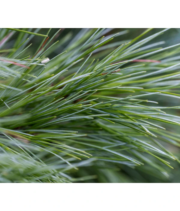 Dehner Weymouths-Kiefer 'Blue Shag' 6 Dehner Weymouths-Kiefer 'Blue Shag' – Bild 4