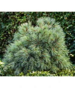 Markenqualität -Markenqualität 7340052 PR MO 001 PinusStrobusBlueShagRet