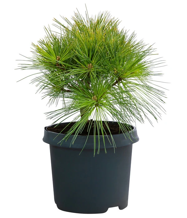 Dehner Weymouths-Kiefer 'Blue Shag' 3 Dehner Weymouths-Kiefer 'Blue Shag'