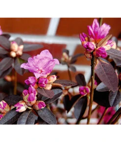 Rhododendron 'P. J. Mezitt' -Markenqualität 7426638 BildD 001 RhododendronPJMezittRhodPJMezitt