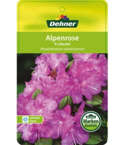 Rhododendron 'P. J. Mezitt' -Markenqualität 7426638 RhododendronPJMezitt Etikett 01