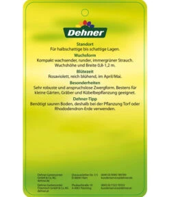 Rhododendron 'P. J. Mezitt' -Markenqualität 7426638 RhododendronPJMezitt Etikett 02