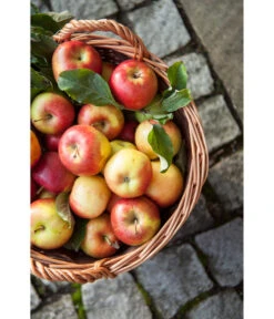 Dehner Gartenkorb 15 Dehner Gartenkorb -Markenqualität 745141 WE MO 001 GartenkorbNaturGesotten