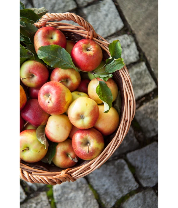 Dehner Gartenkorb 8 Dehner Gartenkorb – Bild 6