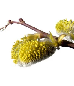 Kätzchen-Weide - Nordische Bäumchen-Weide -Markenqualität 7464571 BildD 001 KaetzchenWeideNordischeBaeumchenWeideSalixArbusculaSt